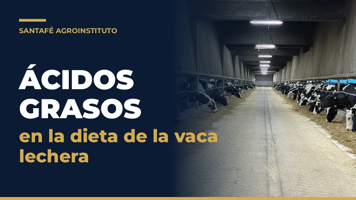 Ácidos grasos en la dieta: vacas lecheras comiendo TMR en el pasillo de alimentación
