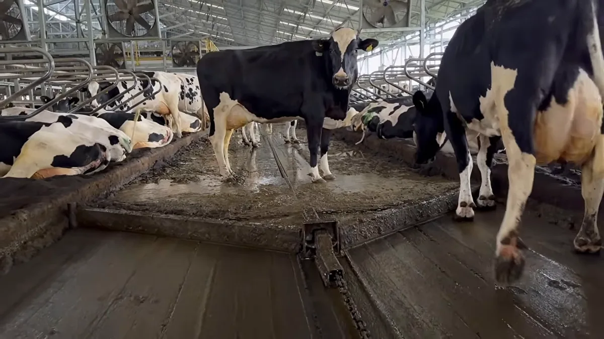 Camas de arena, ventiladores y pasillo con barredor automático en el galpón de ordeño robotizado de Agrícola Ancali, Chile