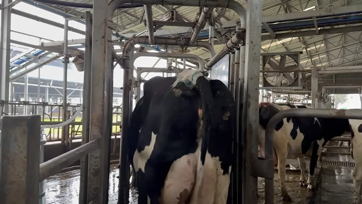 Vaca pasando por una puerta selectora en el tráfico guiado de ordeño robotizado de Agrícola Ancali, Chile