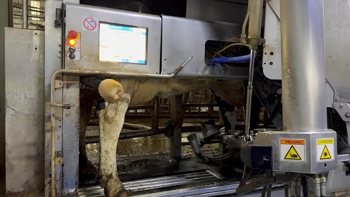 Brazo robótico ordeñando una vaca dentro del box de ordeño robotizado en Agrícola Ancali, Chile