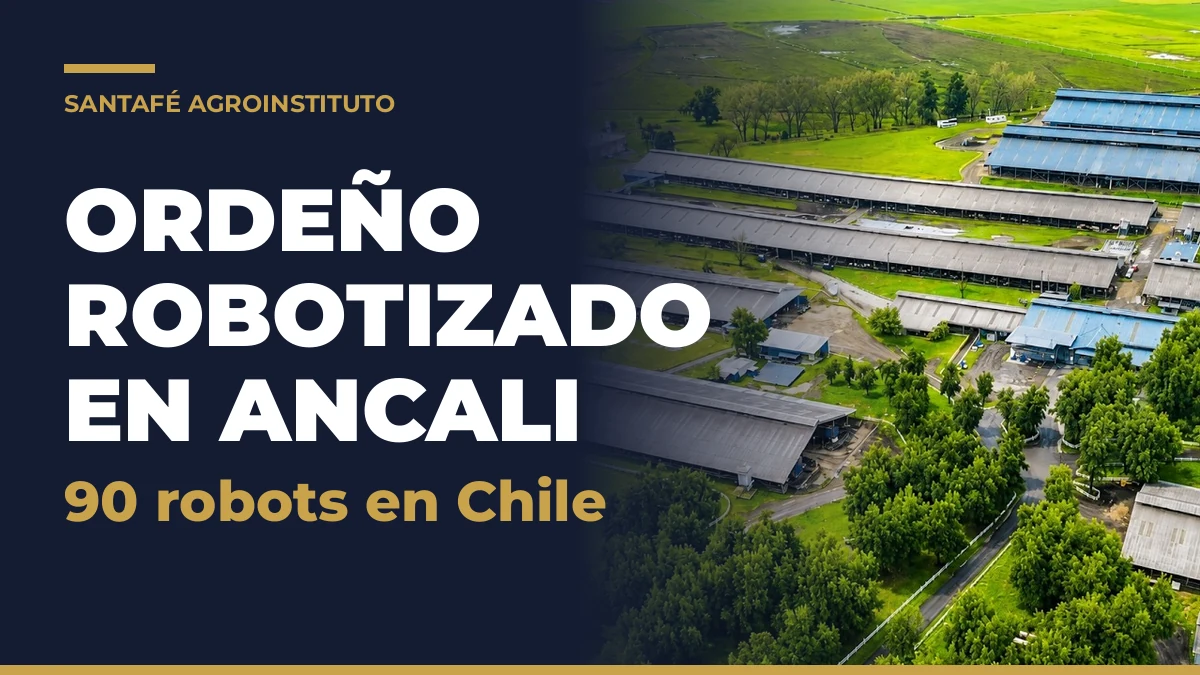 Ordeño robotizado en Agrícola Ancali, Chile: vista aérea de los galpones con 90 robots de ordeño