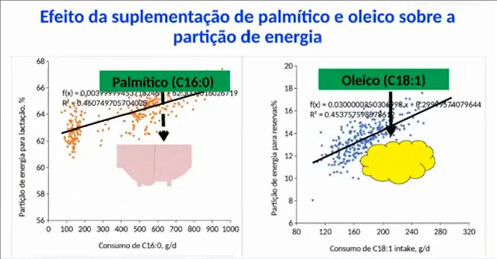Ácidos grasos en la dieta: efecto del palmítico y del oleico sobre la partición de energía
